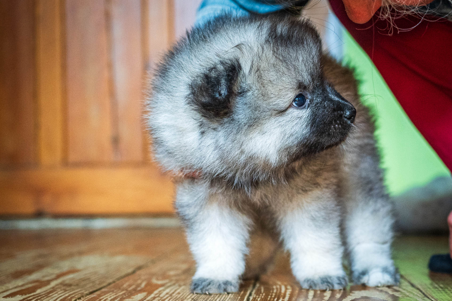 Fairy Pod Kojšovou hoľou, 5 týždňov