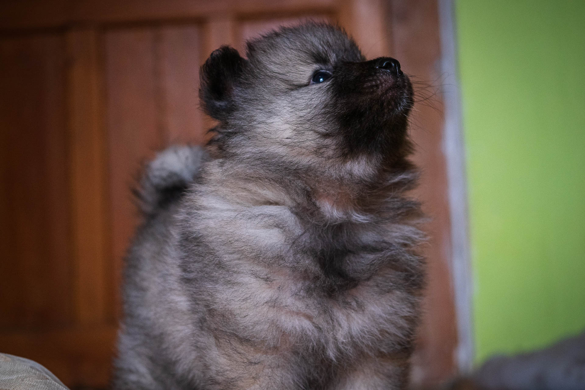 Fairy Pod Kojšovou hoľou, 5 týždňov