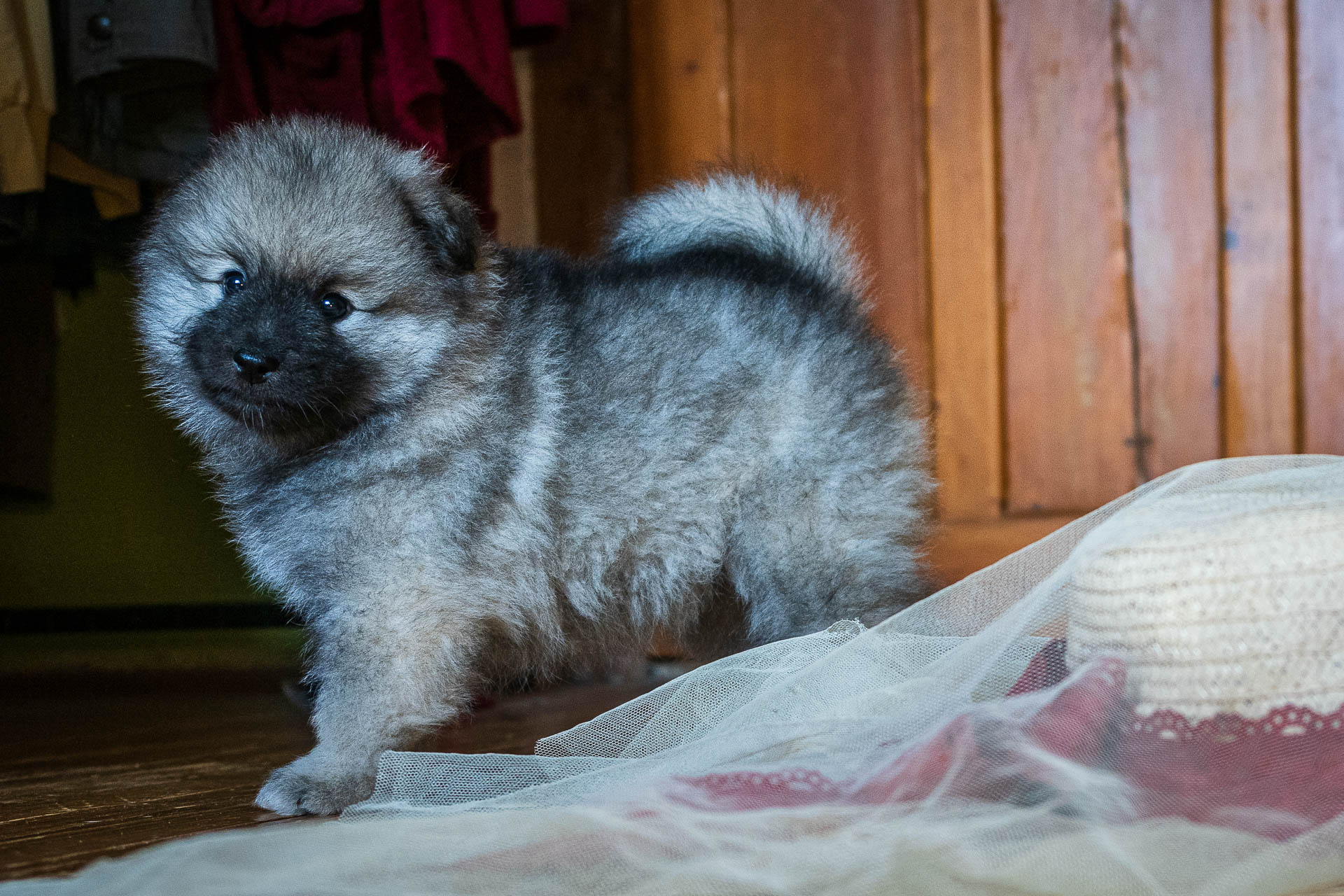 Flér Pod Kojšovou hoľou, 5 týždňov