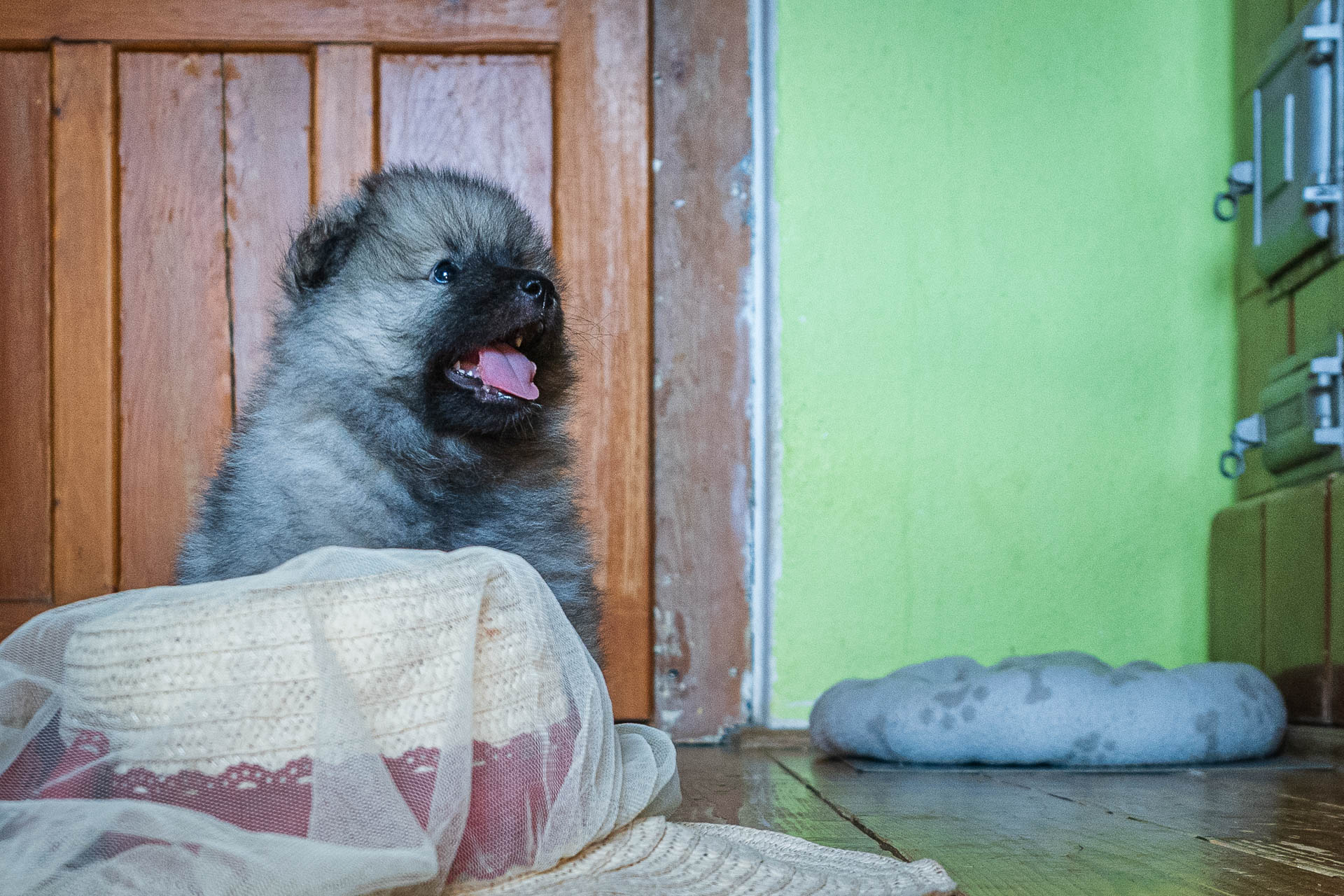 Flér Pod Kojšovou hoľou, 5 týždňov