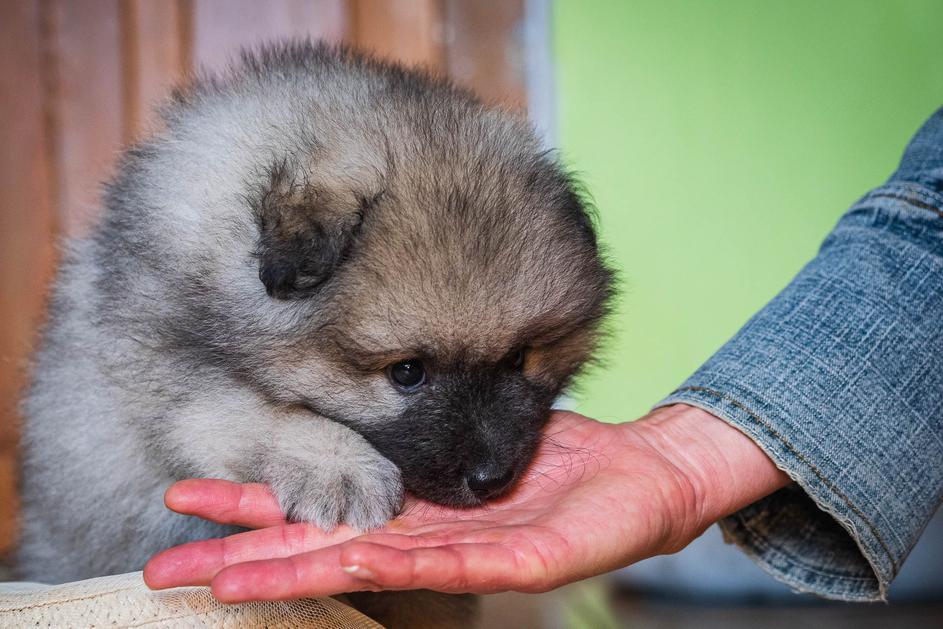 Flér Pod Kojšovou hoľou, 5 týždňov