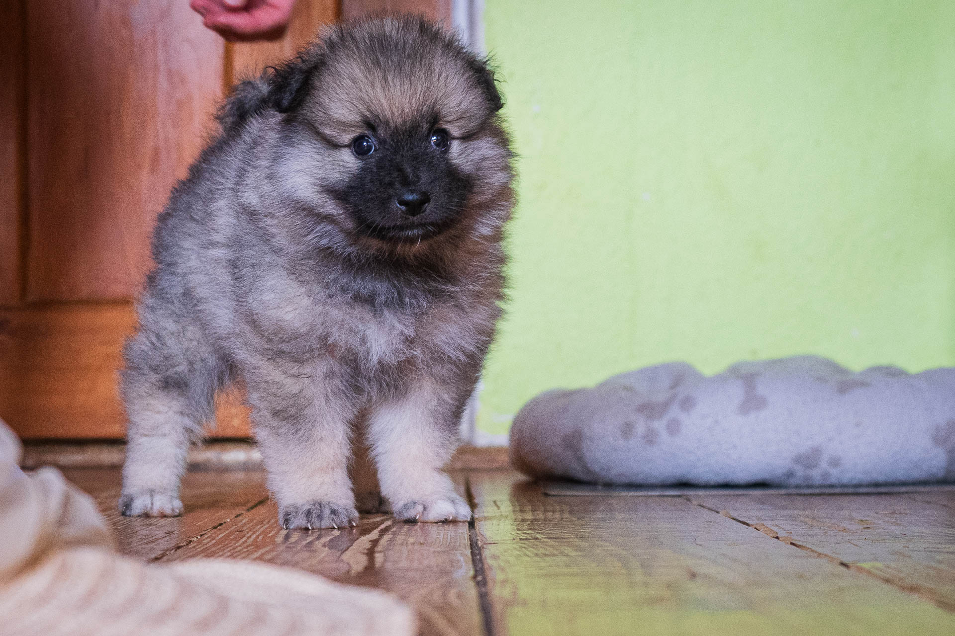 Funky Pod Kojšovou hoľou, 5 týždňov