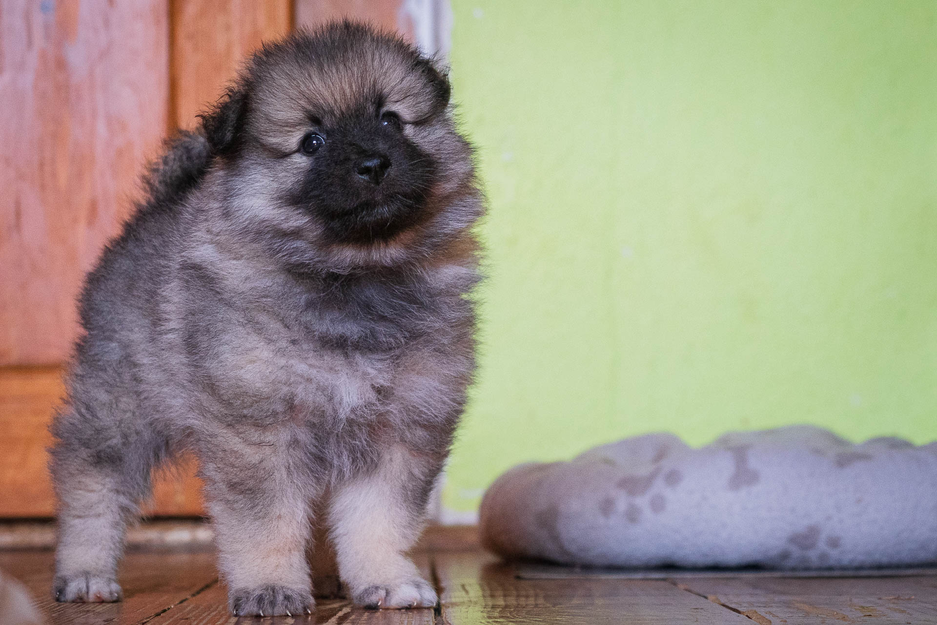 Funky Pod Kojšovou hoľou, 5 týždňov