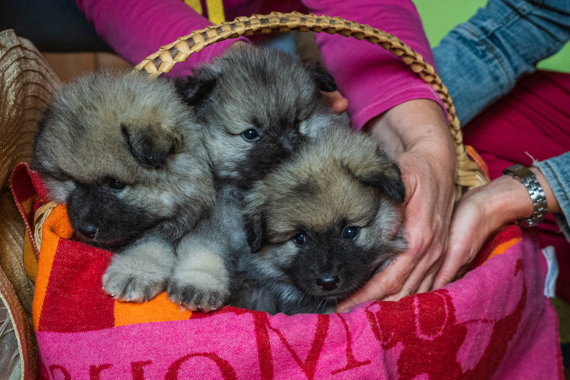 Vrh F Pod Kojšovou hoľou, 5 týždňov