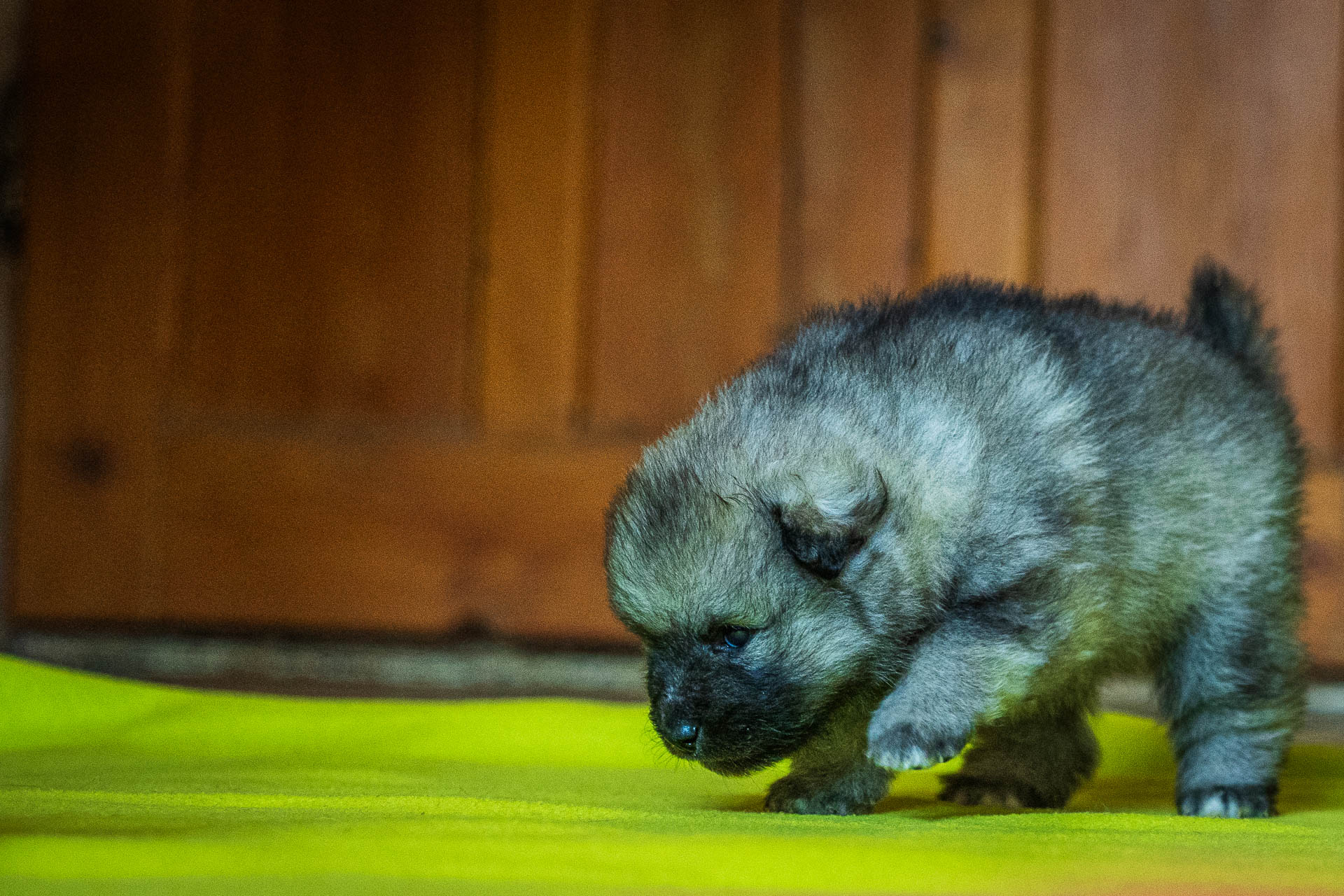 Flér Pod Kojšovou hoľou