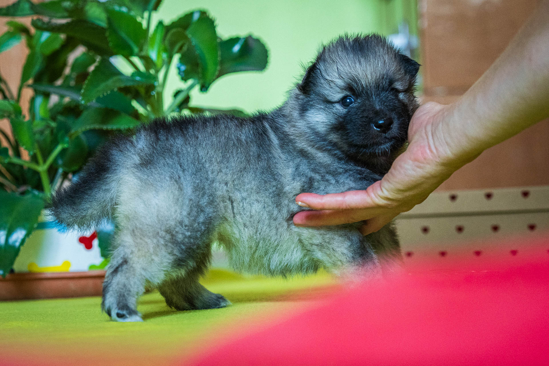 Flér Pod Kojšovou hoľou