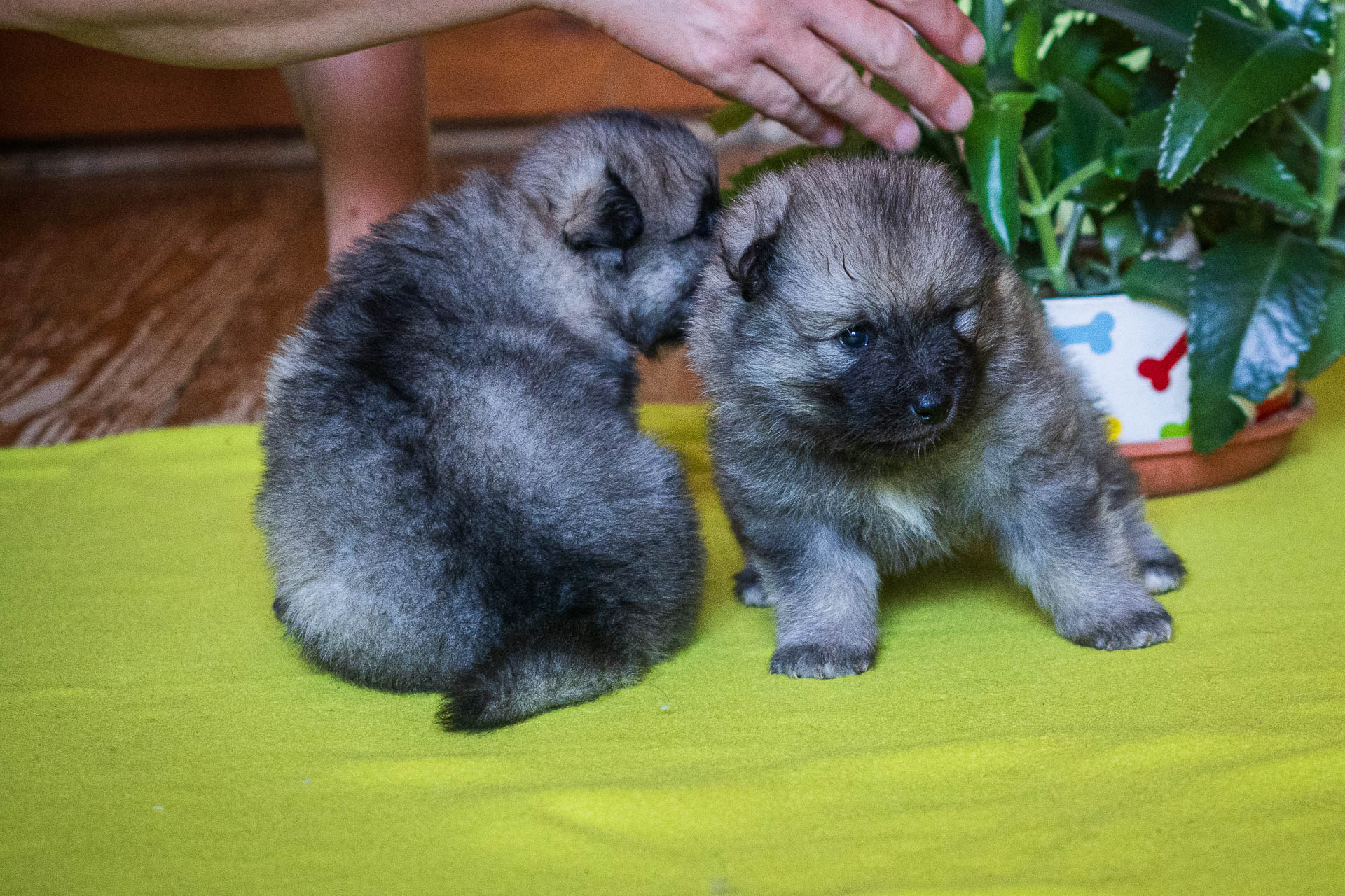 Vrh F Pod Kojšovou hoľou