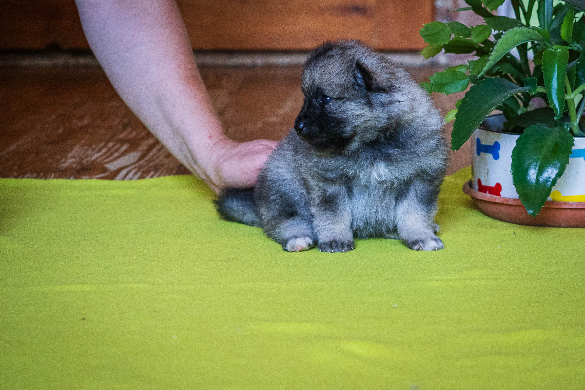 Vrh F Pod Kojšovou hoľou